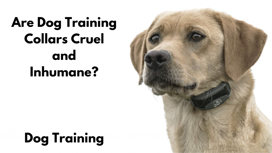 Are Dog Training Collars Cruel and Inhumane