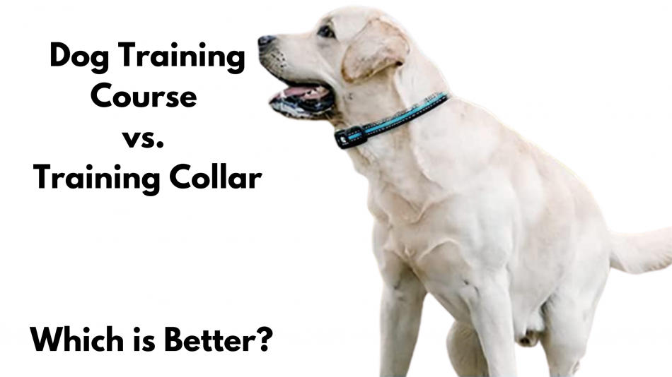 Dog Training Course vs. Training Collar