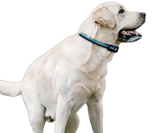 dog Training Collar shock collar