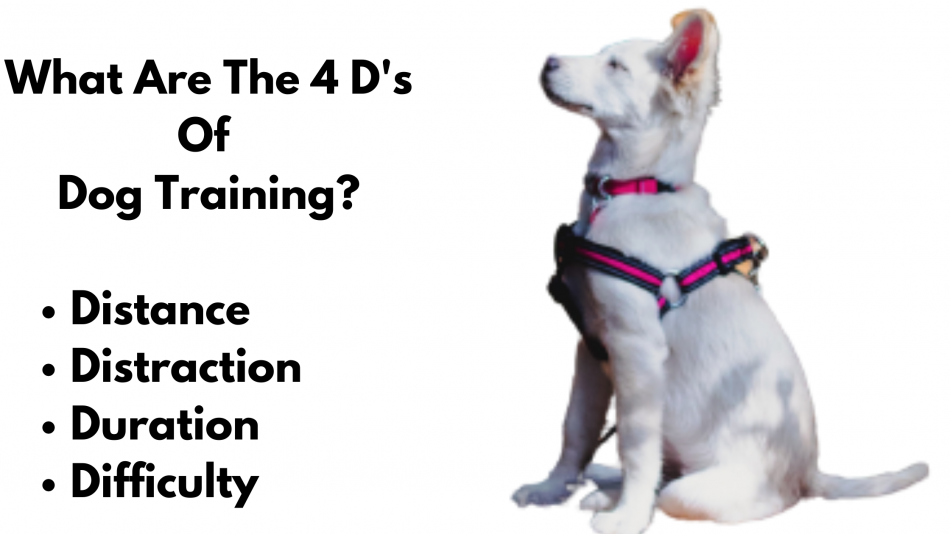 What Are The 4 D's Of Dog Training