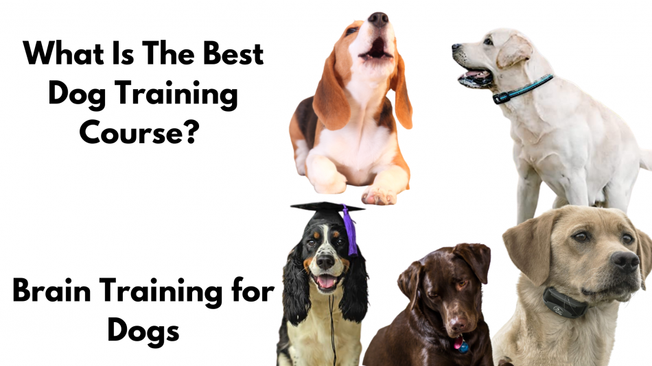 What Is The Best Dog Training Course