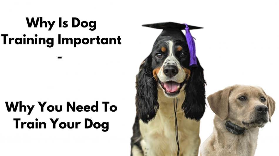 Why Is Dog Training Important