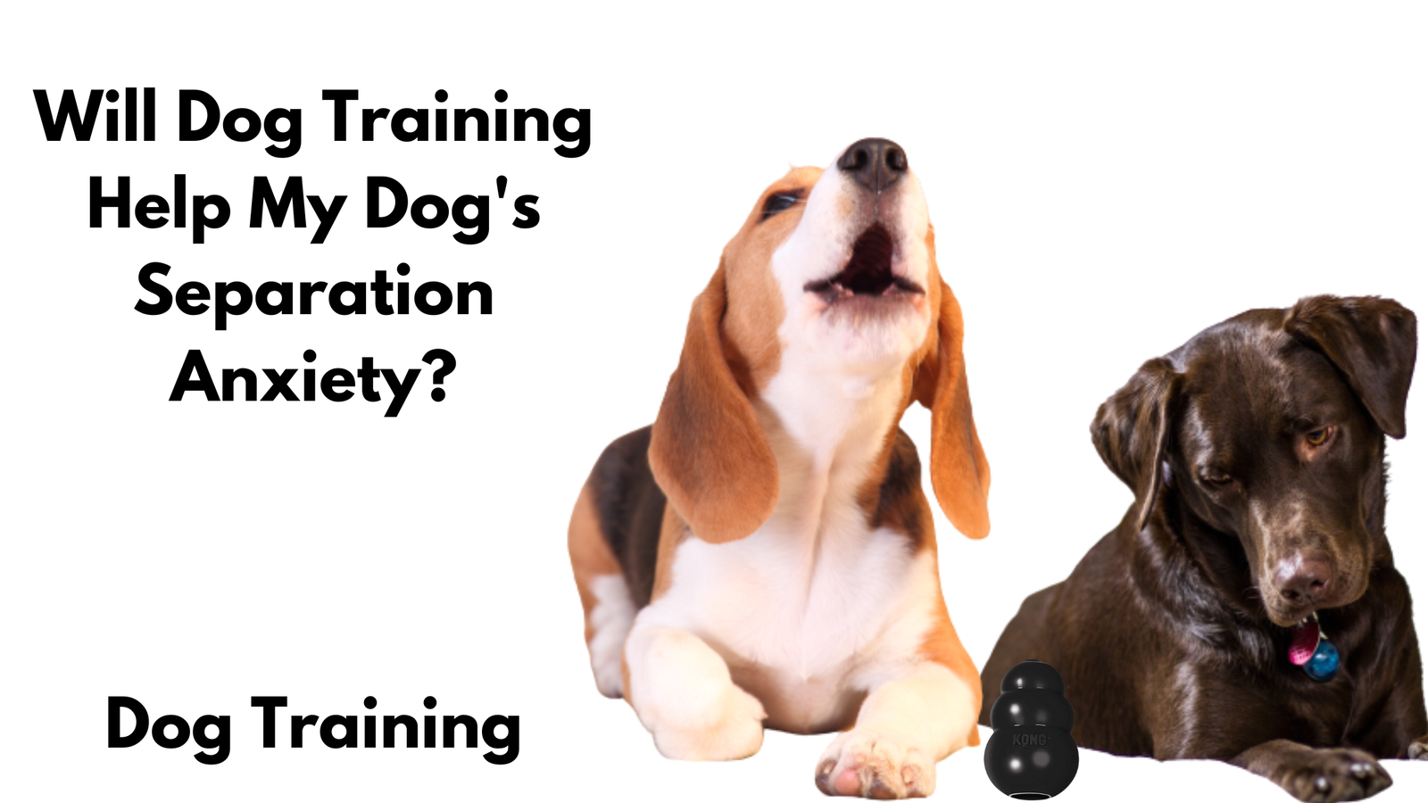 Will Dog Training Help My Dog's Separation Anxiety